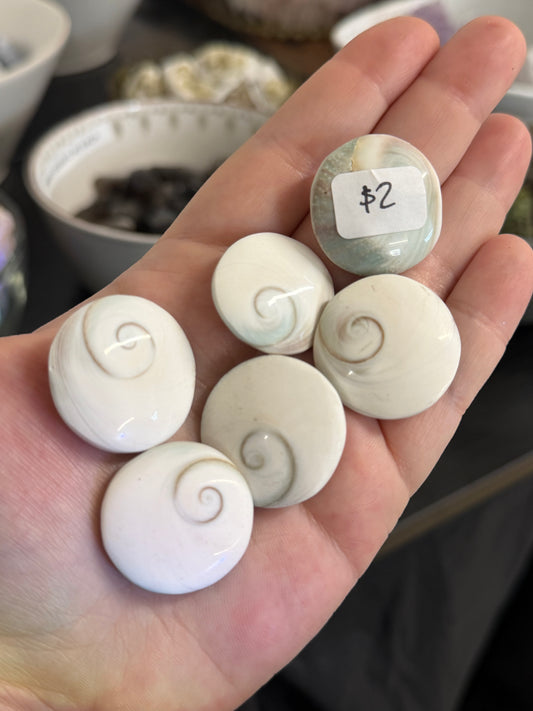 shiva eye shells