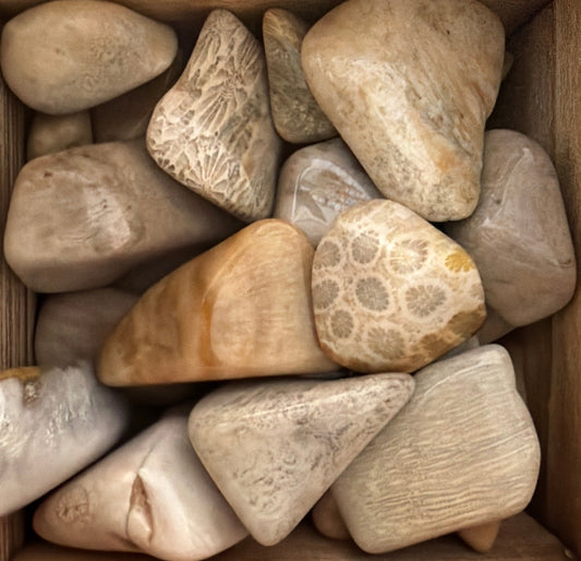 agatized coral tumbles