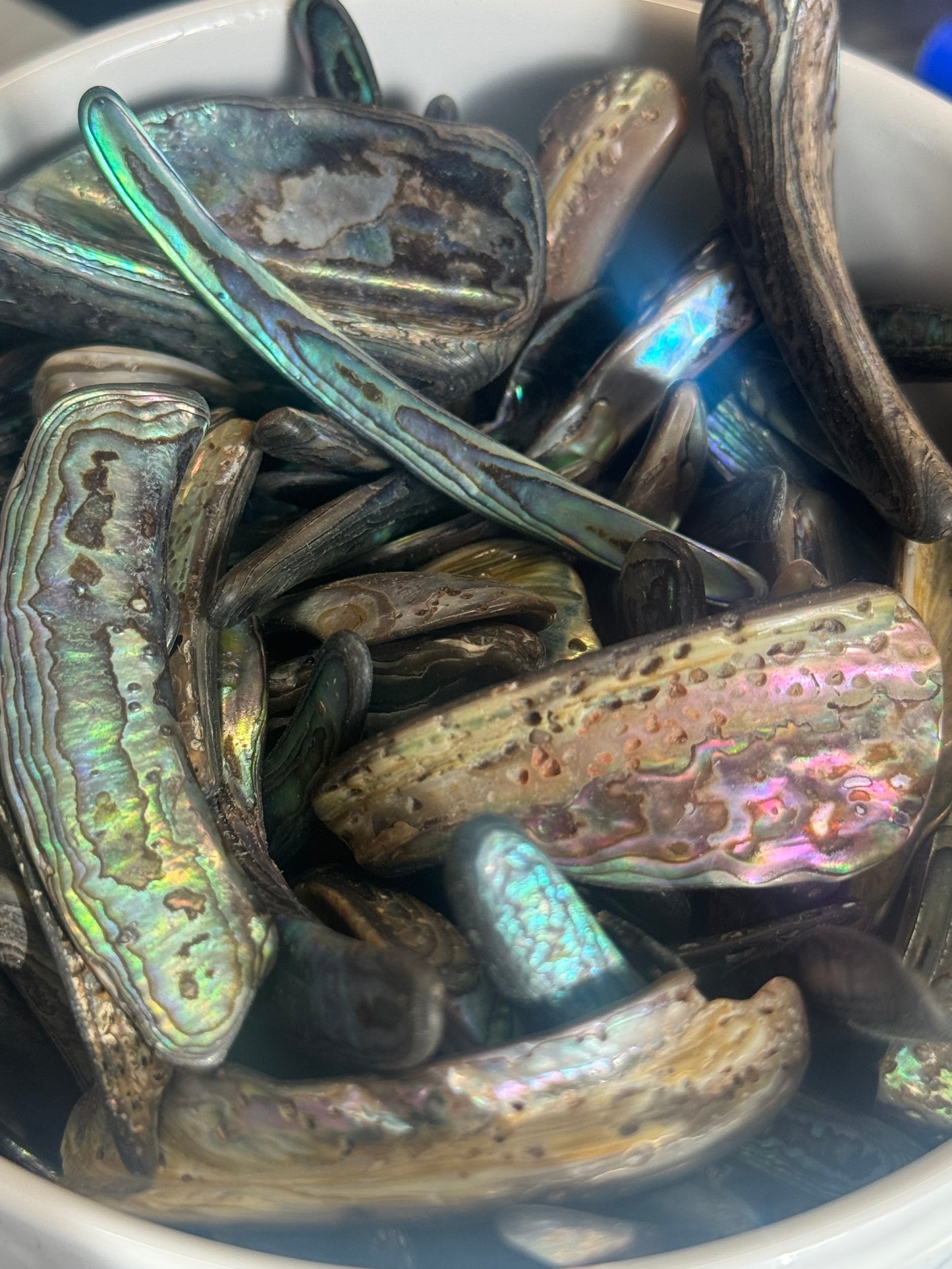 abalone shell sliver