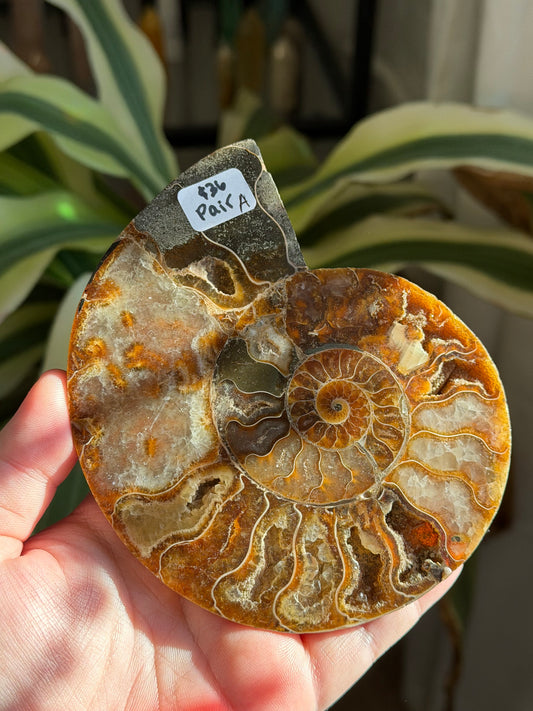 ammonite | A
