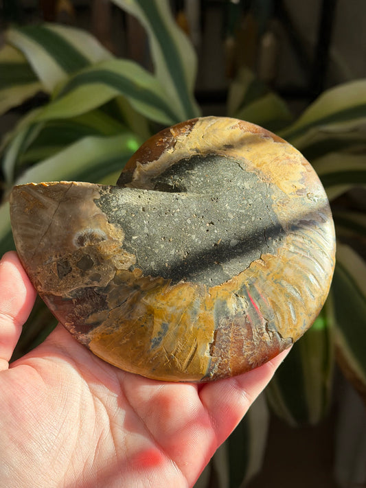 ammonite | B