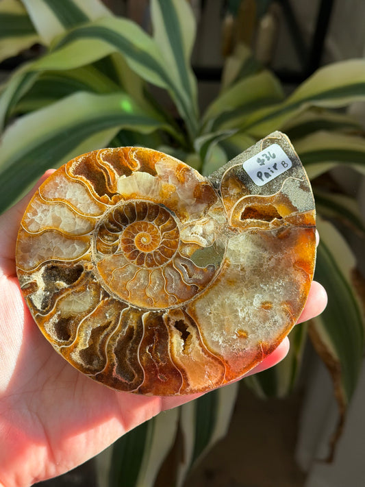 ammonite | B