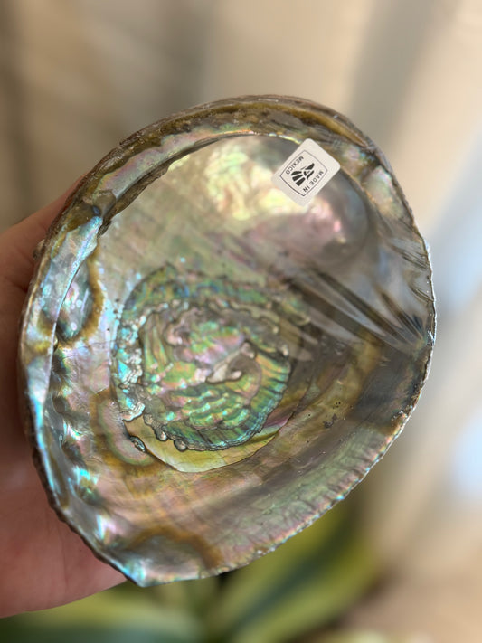 abalone shells 6"