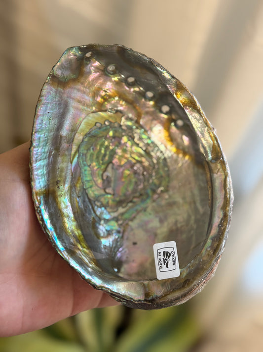 abalone shells 6"