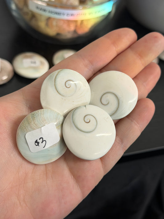 shiva eye shells