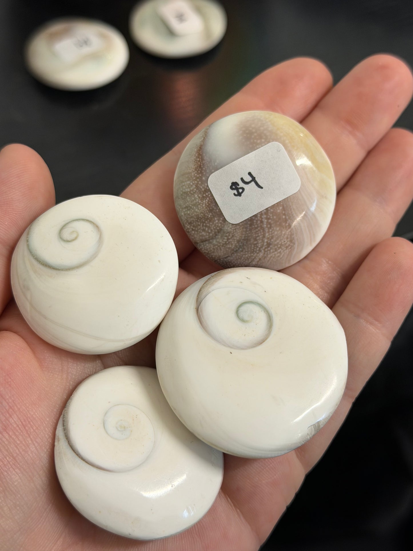 shiva eye shells