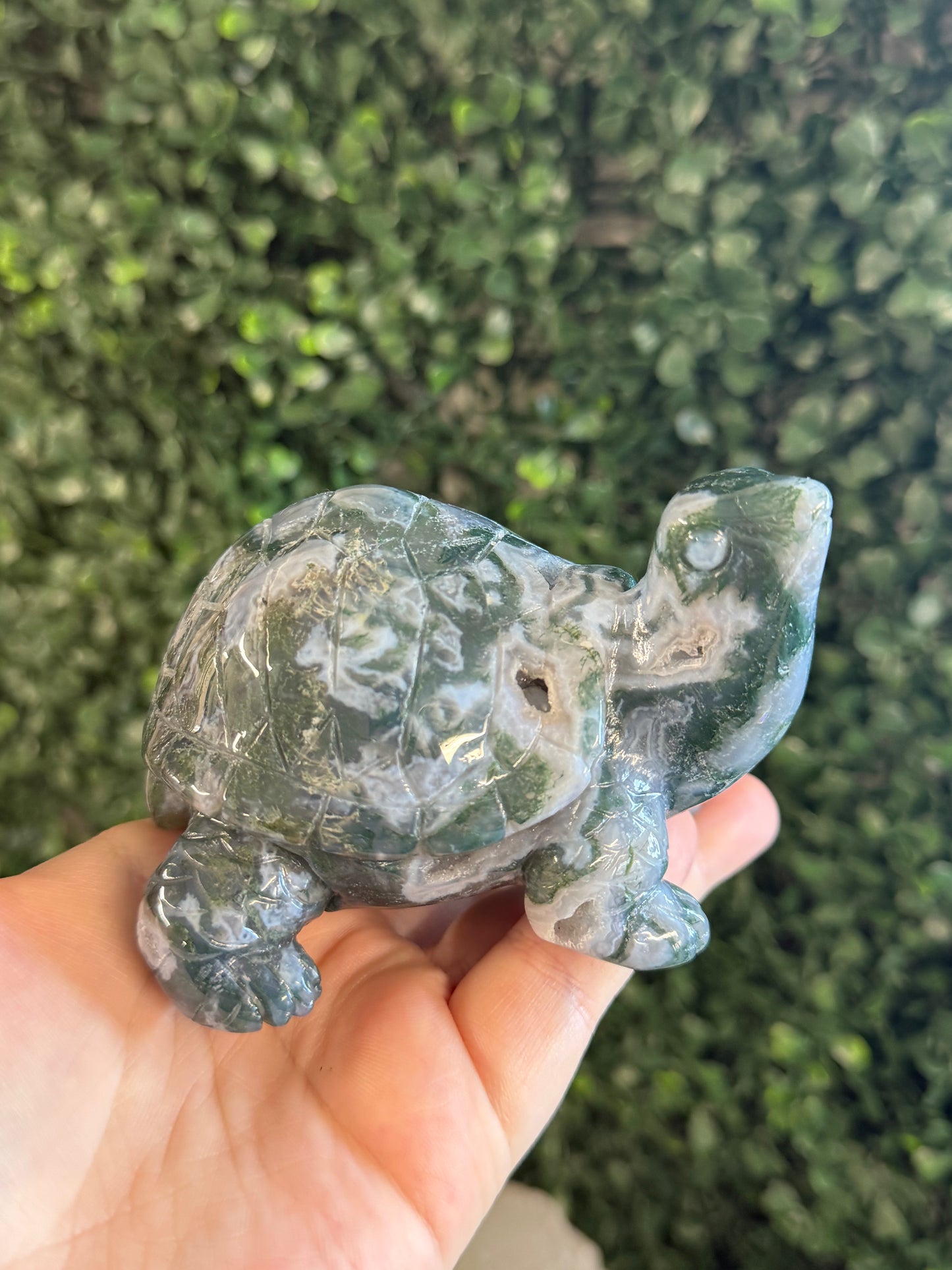 moss agate turtle
