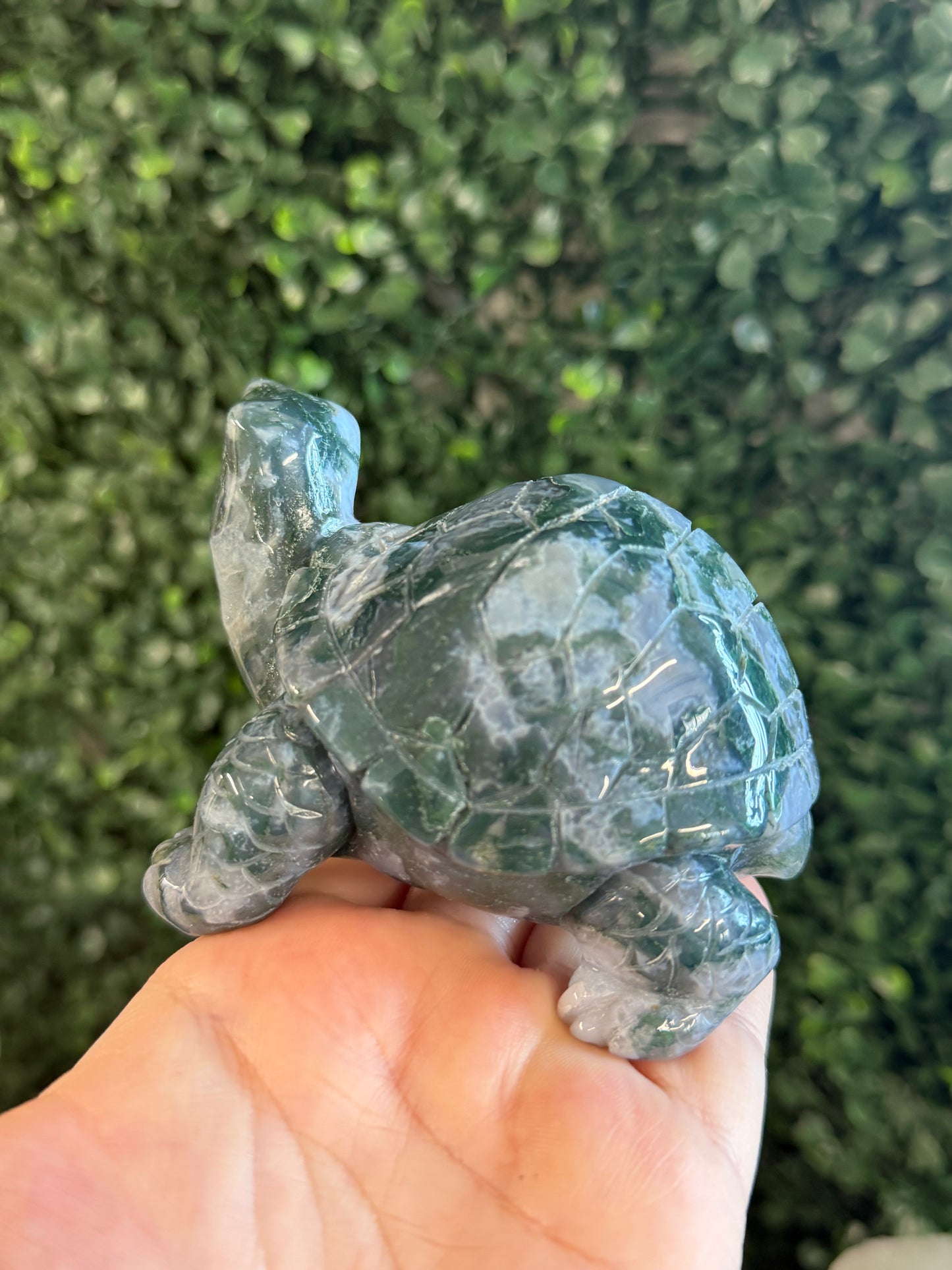 moss agate turtle