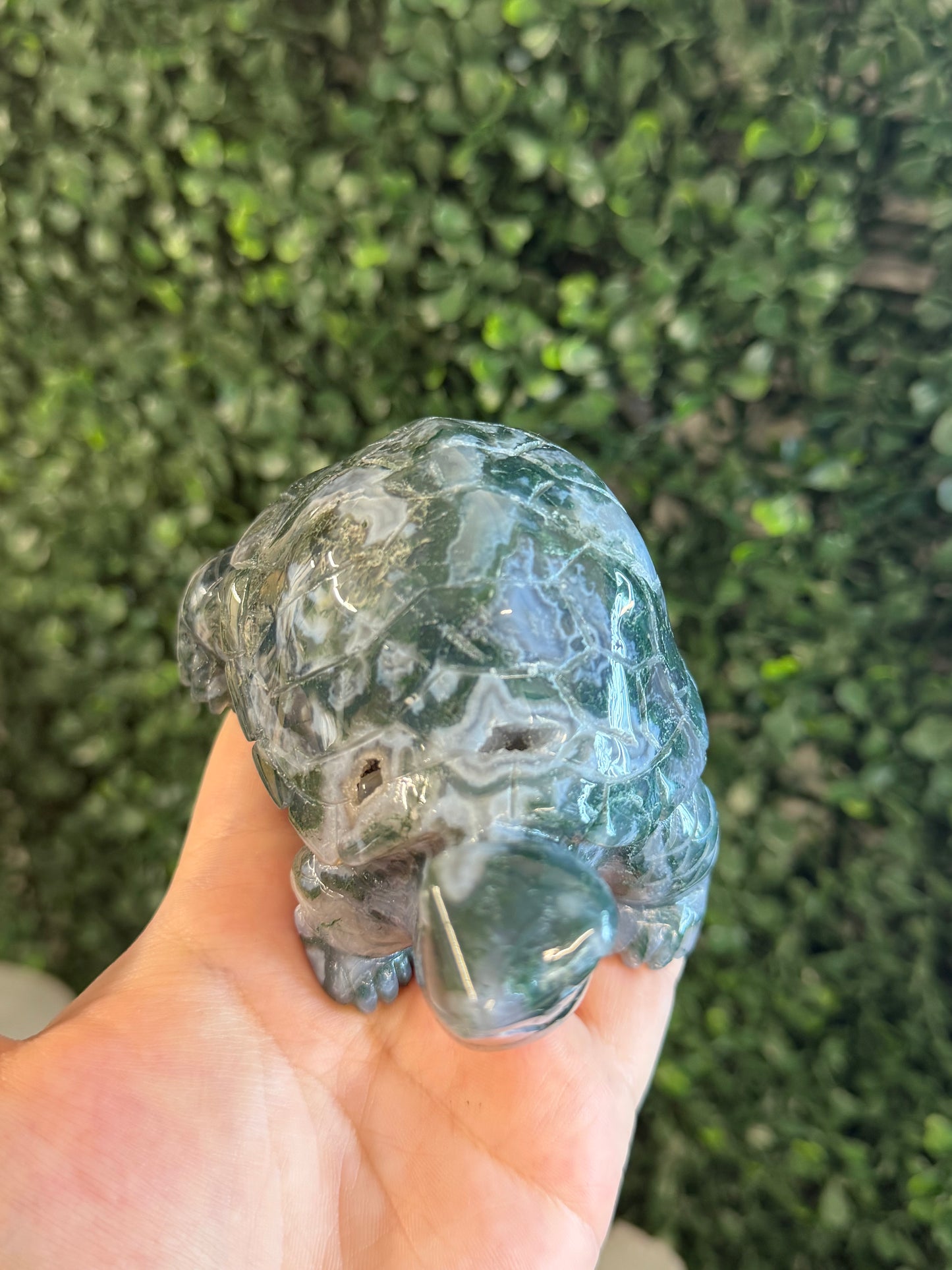 moss agate turtle